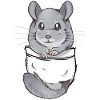 Pocket Cute Grey Chinchilla