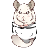 Pocket Cute White Chinchilla