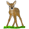 fawn