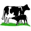 cow and calf black