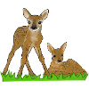Two fawns