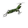 Mantis insect mantis insects graphic