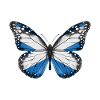 Drapeau papillon de l'ecosse