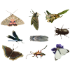 insects