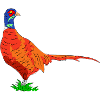 pheasant