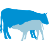 cow and calf coloured