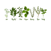 Herbalist Herbs Collectors Herbs Hunter Shirt