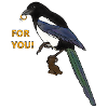 Magpie with diamond ring