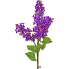 Dark purple lilac