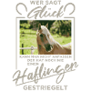 Haflinger "Happiness"