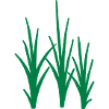 Gras
