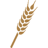 Wheat