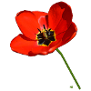 Red poppy seed