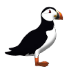Papageientaucher