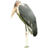 cigogne