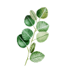 eucalyptus