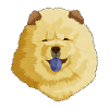 Chow Chow dog