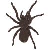 Vogelspinne2
