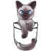 Pocket Cute Siamese Cat Kitten