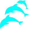 dolphin blue
