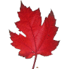 Red maple leaf