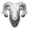 Ram in Hand-Drawn Pencil Optics