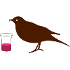 Amsel mit Tropfen am Schnabel