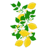 Lemons, branches, flowers