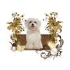 Chiot maltais mignon avec des fleurs