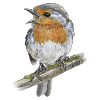 Robin bird