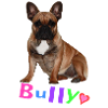 Français Bouledogue