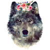 Aquarelle De Loup