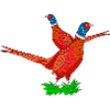 Fabulous Pheasant Illustration