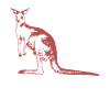kangaroo