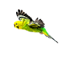 Perruche oiseau