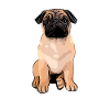 Mops Mops Mops