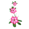 Desert Rose - Fiore in Kenya / Africa