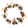 Bees and bumblebees