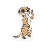 Meerkat
