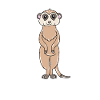 Meerkat