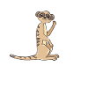 Suricate cadeau