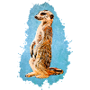 Suricate - Bleu