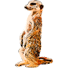Suricate