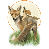 Fuchs und Fee