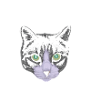 Chat drôle