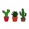 Cacti, cactus
