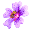 Bee Flower