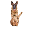 Polygon Shepherd Dog Breed Pedigree Dog Dog