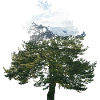 tree landscape