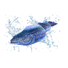 Moray eel
